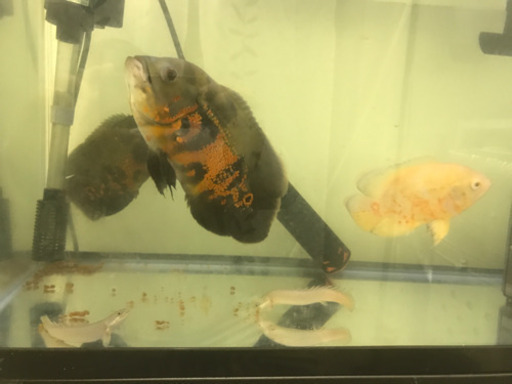 熱帯魚 レッドタイガーオスカー 1匹 約5-10cm前後 ※カラー/雌雄の指定不可 生体 : 20231130 : 有限会社高知熱帯魚サービス -  通販 - Yahoo!ショッピング