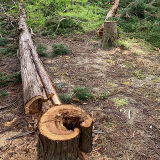 杉の木　伐採丸太　無料にて　木材　間伐材　米沢市　山形