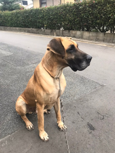 グレートデン フォーン色 すーちょんぴ 福岡の犬の里親募集 ジモティー