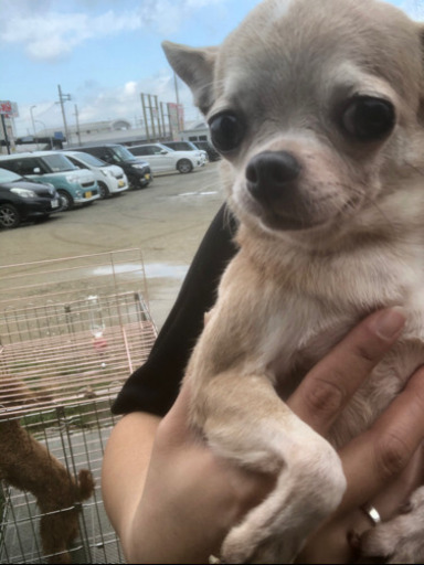 かわいいスムースチワワの女の子 里親さん募集します めぐ 泉佐野のチワワの里親募集 ジモティー