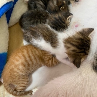 今日で生後3週間 幼猫ちゃん4匹 - 里親募集