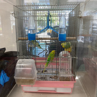 鳥かご用アクリルケース