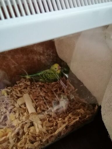 セキセイインコ雛生後１ヶ月位 リンリン 本八幡のその他の里親募集 ジモティー