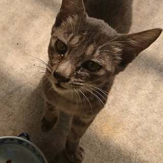 【鳥羽市】野良猫(3〜4ヶ月)の里親募集