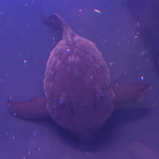 アーマードプレコ　ショートタイプ　値引き応談します