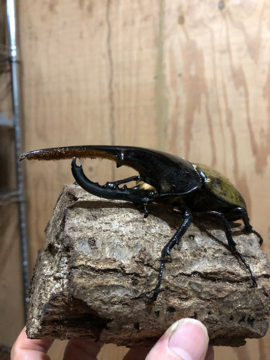 ヘラクレスオオカブトムシペア　おまけ付き　その5
