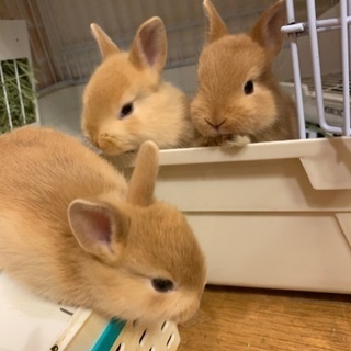 ミニウサギの赤ちゃんの里親様を募集 ふうちゃんママ 富山のその他の里親募集 ジモティー