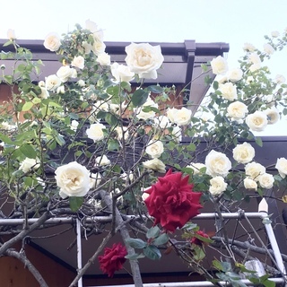 樹齢35年の薔薇　５株
