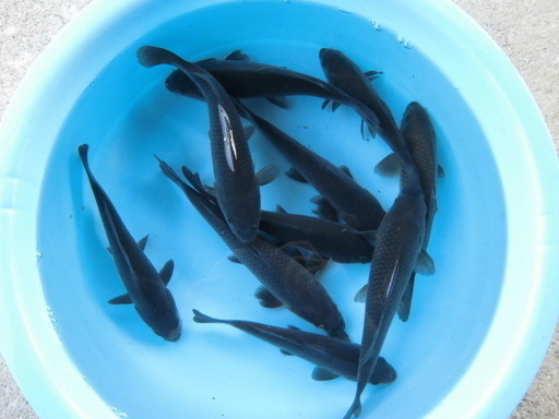 錦鯉 真鯉 コイ の稚魚 5cm 15cm 生体 2 べっちー 坂戸のその他の中古あげます 譲ります ジモティーで不用品の処分
