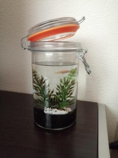 アクアボトル モッチモチ 小山のその他の中古あげます 譲ります ジモティーで不用品の処分