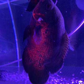 熱帯魚　レッドオスカー　