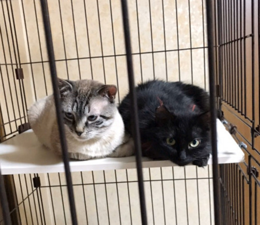 黒猫長毛メス里親様決まりました (ちー) 富山の猫の里親募集｜ジモティー