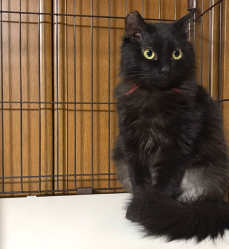 黒猫長毛メス里親様決まりました ちー 富山の猫の里親募集 ジモティー