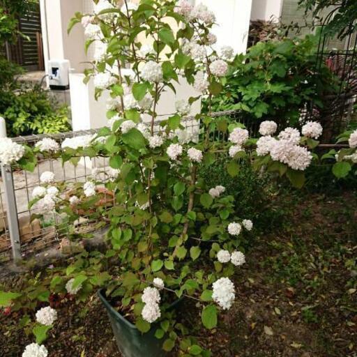 オオデマリの鉢植え薄いピンク moka935 南ウッディタウンのその他の中古あげます 譲ります ジモティーで不用品の処分 オオデマリの鉢植え薄いピンク moka935 南ウッディタウンのその他の中古あげます 譲ります ジモティーで不用品の処分