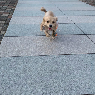 チッワクス犬(1歳6か月)里親募集中