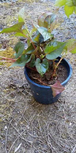 どくだみ草 どくだみ茶の基 ドクダミ はち 倉敷のその他の中古あげます 譲ります ジモティーで不用品の処分 どくだみ草 どくだみ茶の基 ドクダミ はち 倉敷のその他の中古あげます 譲ります ジモティーで不用品の処分