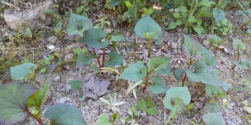 どくだみ草 どくだみ茶の基 ドクダミ はち 倉敷のその他の中古あげます 譲ります ジモティーで不用品の処分