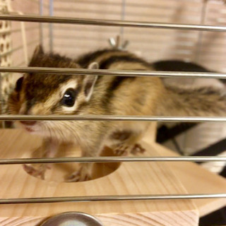 シマリス1歳