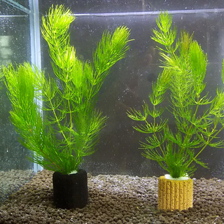水草 国産マツモ２つセットa ライフマルチ付 無農薬 しろねこ 柏のその他の中古あげます 譲ります ジモティーで不用品の処分