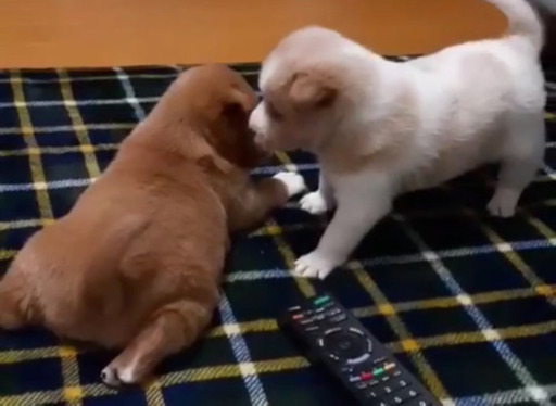 トライアル決定 新規受停止 岡山保健所レスキュー子犬のみーちゃんの里親募集 Minmin 岡山の犬の里親募集 ジモティー