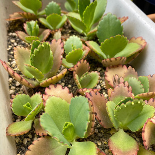 中古弁慶草が無料 格安で買える ジモティー