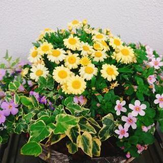 お花、園芸、ガーデニング、が好きな人！ - 磐田市