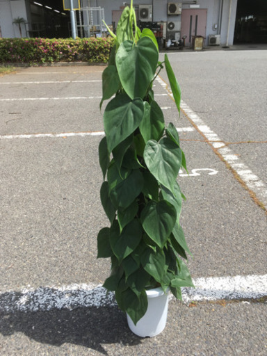 観葉植物オキシカルジューム 卸売り花問屋 昭和町の生活雑貨の中古あげます 譲ります ジモティーで不用品の処分 観葉植物オキシカルジューム 卸売り花問屋 昭和町の生活雑貨の中古あげます 譲ります ジモティーで不用品の処分