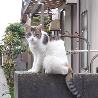 三毛ちゃん推定1歳（里親さん再募集） − 富山県