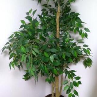 【北区赤羽】人工観葉植物 約160cm