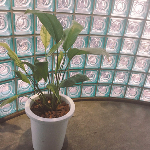 【観葉植物】アグラオネマ
