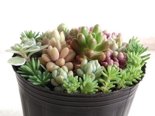 売り切れました多肉植物ミックス 多肉植物寄せ植え ことり 川崎のその他の中古あげます 譲ります ジモティーで不用品の処分 売り切れました多肉植物ミックス 多肉植物寄せ植え ことり 川崎のその他の中古あげます 譲ります ジモティーで不用品の処分