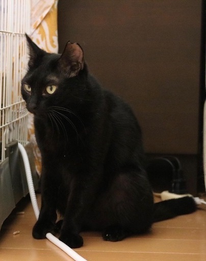 ナデナデ大好き小柄でキュートなマヤちゃん 桃ちゃん 浜田山の猫の里親募集 ジモティー