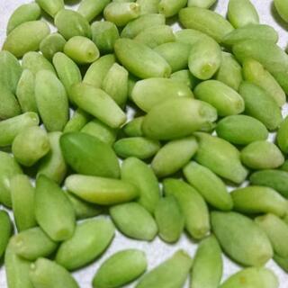 多肉植物 ビアホップ 葉挿し150粒 たらこ 鶴瀬の生活雑貨の中古あげます 譲ります ジモティーで不用品の処分 多肉植物 ビアホップ 葉挿し150粒 たらこ 鶴瀬の生活雑貨の中古あげます 譲ります ジモティーで不用品の処分