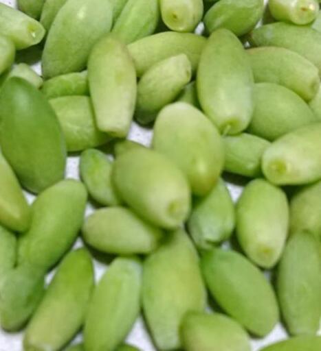多肉植物 ビアホップ 葉挿し150粒 たらこ 鶴瀬の生活雑貨の中古あげます 譲ります ジモティーで不用品の処分
