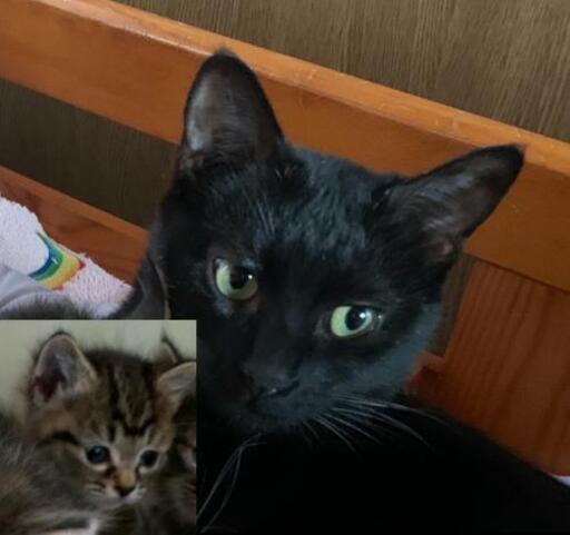 里親さんを見つけてます 受付一時停止中 コグマ 渋川の猫の里親募集 ジモティー