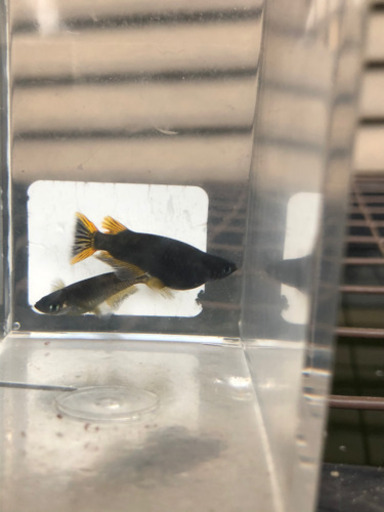 メダカオロチゴールドの卵個 注目の改良メダカ 信濃メダカ 二和向台のその他の中古あげます 譲ります ジモティーで不用品の処分