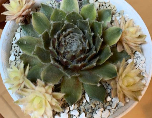 多肉センペルビウムバニラシフォンカット苗植物 Taka 武蔵浦和のその他の中古あげます 譲ります ジモティーで不用品の処分