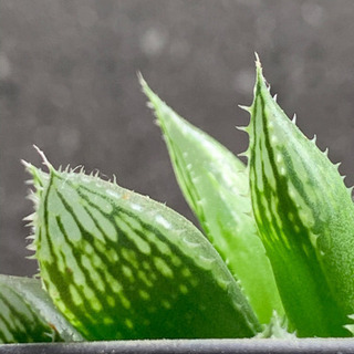 多肉　ハオルチア  ミラーボール　ポットごと　植物