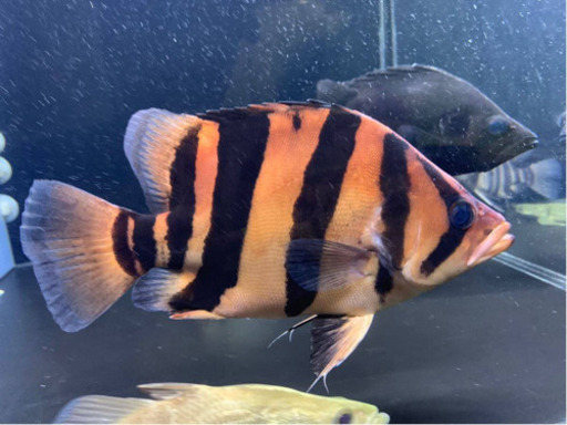 ダトニオ45センチ ダトニオ45センチ