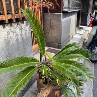 植物が好きな方(2)