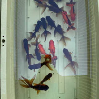 金魚 黒オランダ 羽衣水泡眼のf1 1尾 60円 Yuji777z 松山のその他の中古あげます 譲ります ジモティーで不用品の処分
