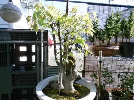 ヤマボウシの盆栽