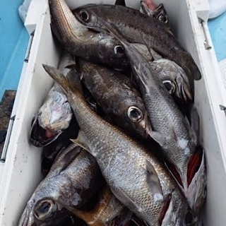 🔷金目鯛・クロムツ・ノドクロなどの高級魚　深海釣りメンバー募集　