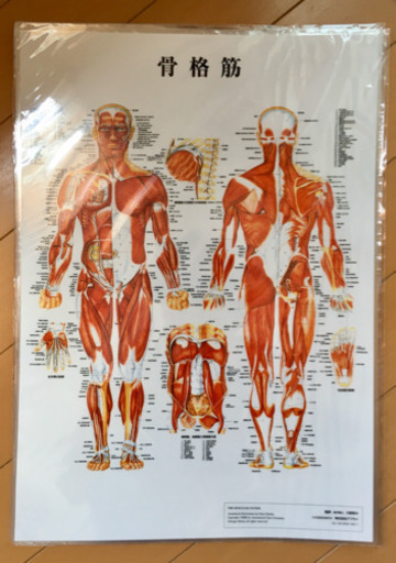 骨格筋 リンパ系 骨格の人体図3枚セット きったん 世田谷の医学 薬学 看護の中古あげます 譲ります ジモティーで不用品の処分