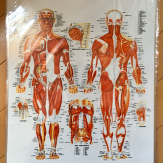 骨格筋・リンパ系・骨格の人体図3枚セット
