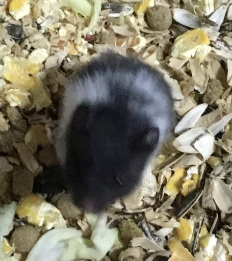 けんぼの森 ゴールデンハムスター パンダ 4 26生まれ １匹のみデビュー 1 000円 税込 けんぼっ 下溝のペットショップの無料広告 無料掲載の掲示板 ジモティー