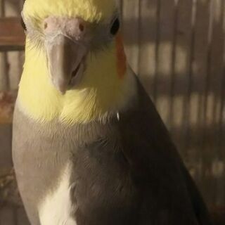 オカメインコ牡ノーマルフェイス逃がしました。