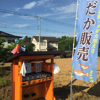 公園前 メダカ無人販売所 里山めだか 朱赤楊貴妃半ダルマ 白天晴...