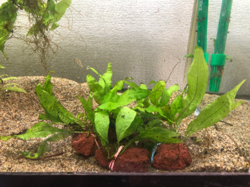熱帯魚 水草 溶岩石付きミクロソリウム Naoki Mori 甲子園のその他の中古あげます 譲ります ジモティーで不用品の処分