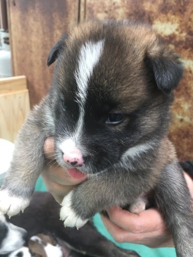 生後2か月弱 雑種中型犬オス メス 元気で甘えん坊な兄妹 ご連絡お待ちしてます モカちゃん 山方宿のその他の里親募集 ジモティー 生後2か月弱 雑種中型犬オス メス 元気で甘えん坊な兄妹 ご連絡お待ちしてます モカちゃん 山方宿のその他の里親募集 ジモティー